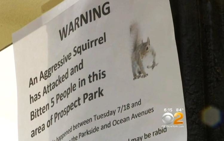 aggressive squirrel warning