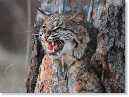 Rabid bobcat attacks spiral across the United States -- Earth Changes ...