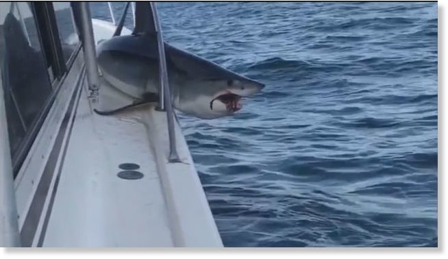 Mako shark gets stuck after jumping onto charter fishing boat ...