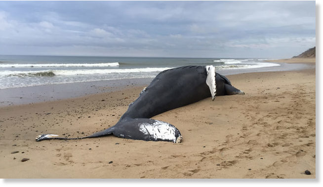 40-foot dead humpback whale found at Eastham beach, Massachusetts ...