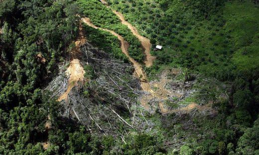 Study reveals world's tropical forests are now carbon emission source ...