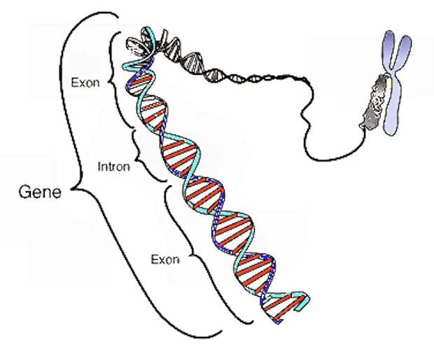 coding region eukaryotic DNA