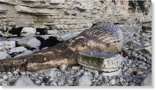 25ft whale washes up on beach in East Yorkshire, UK -- Earth Changes ...