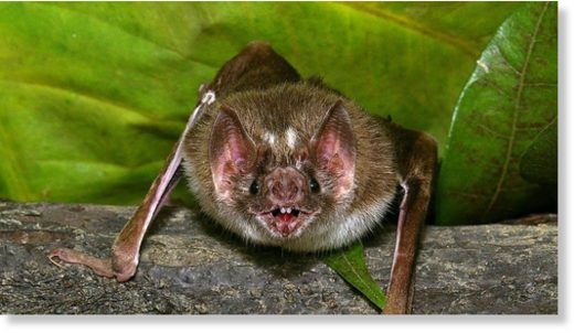 An image of a vampire bat.