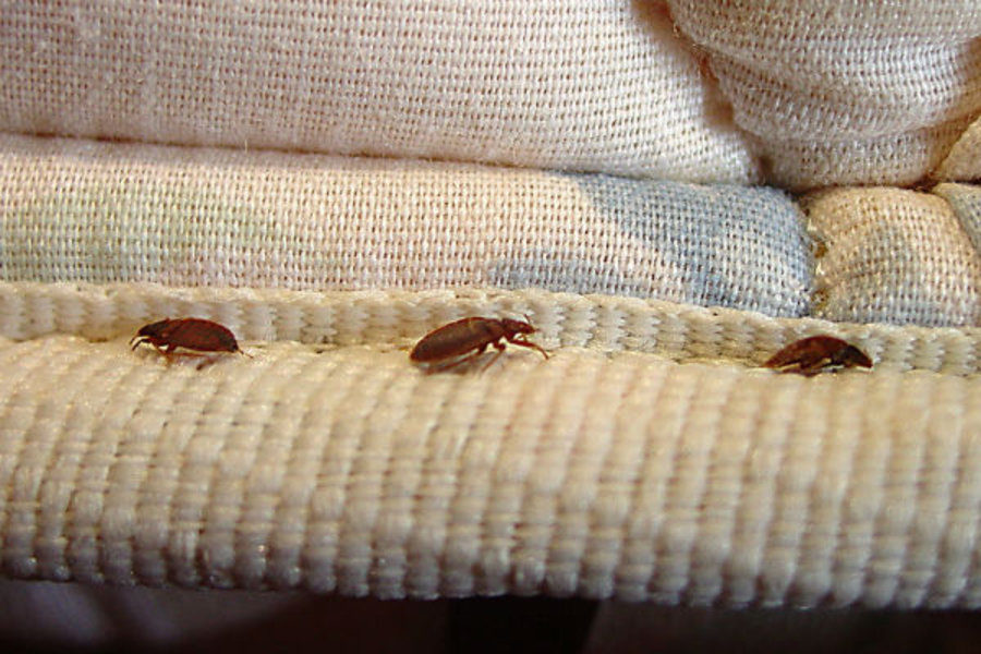 List Of The Top Us Cities With The Worst Bed Bug Infestations 5717
