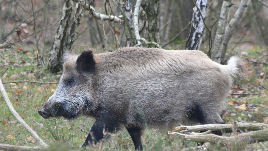 Swedish boar found with record levels of radiation 32yrs after ...