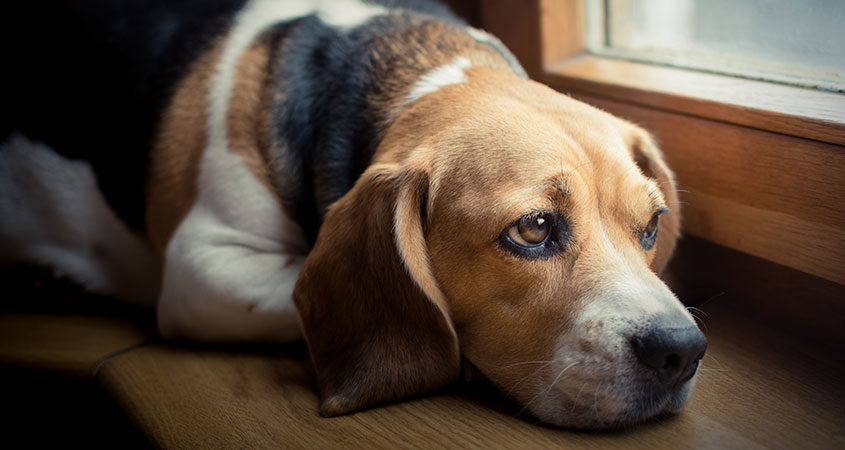 pets-grieve-too-how-to-help-your-surviving-pet-deal-with-a-loss