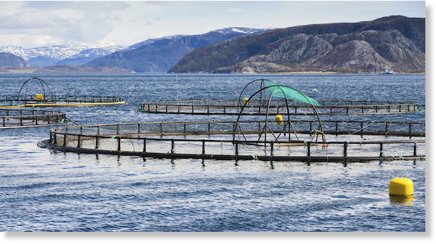 Forget McDonald's - Farmed salmon is the new toxic 'junk food ...