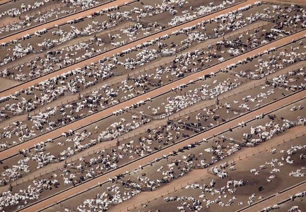 cattle farm Brazil livestock