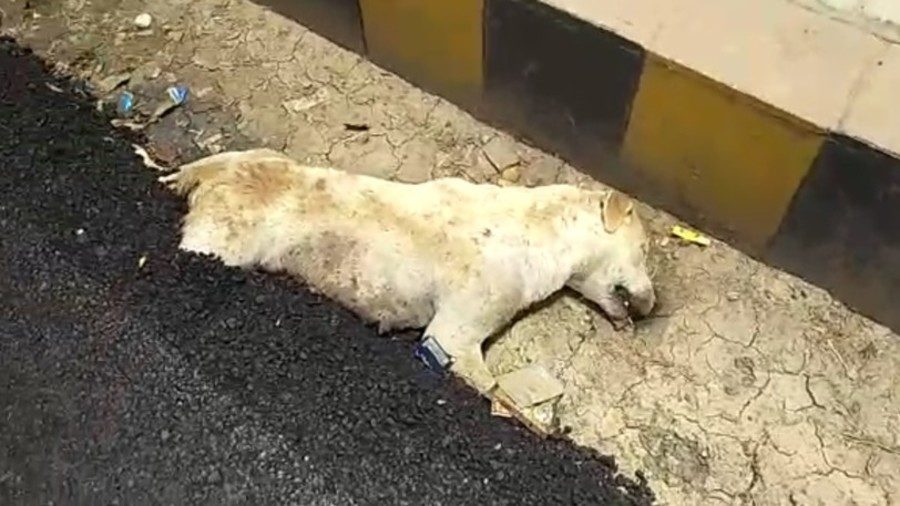 Disturbing images: Dog 'buried alive' in hot tar sparks anger in India ...