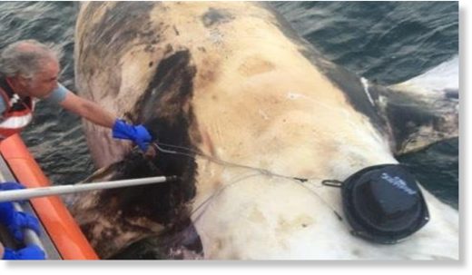 Dead North Atlantic Right Whale Located Off Martha's Vineyard ...