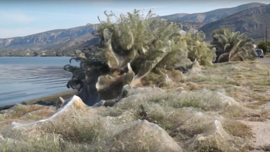 Паучий остров фото Thousands of spiders descend on Greek town and cover it with 300-meter-long cobw