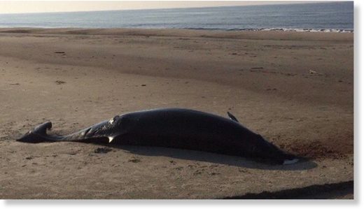 Hurricane Florence brings whale ashore on Caswell Beach, North Carolina ...