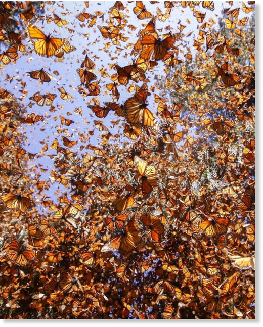 There were 1 billion Monarch butterflies - Now there are 93 million ...