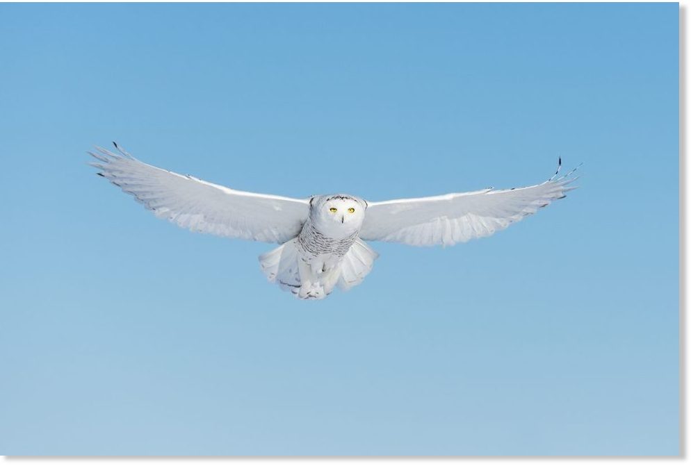 Snowy owls have returned to Wisconsin in high numbers - at least 43 ...