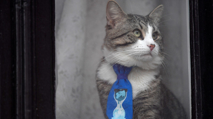 Facing extradition, Julian Assange sends Embassy Cat to live with