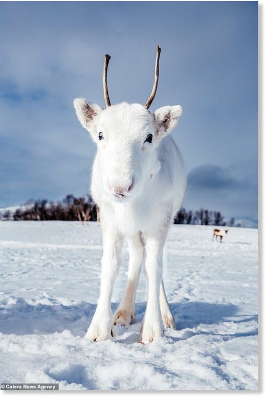 white reindeer teddy