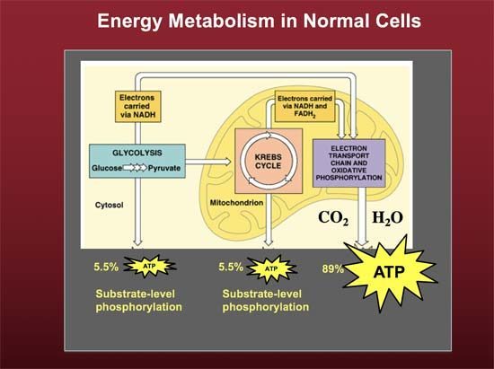 Why cancer needs to be treated as a metabolic disease -- Health ...