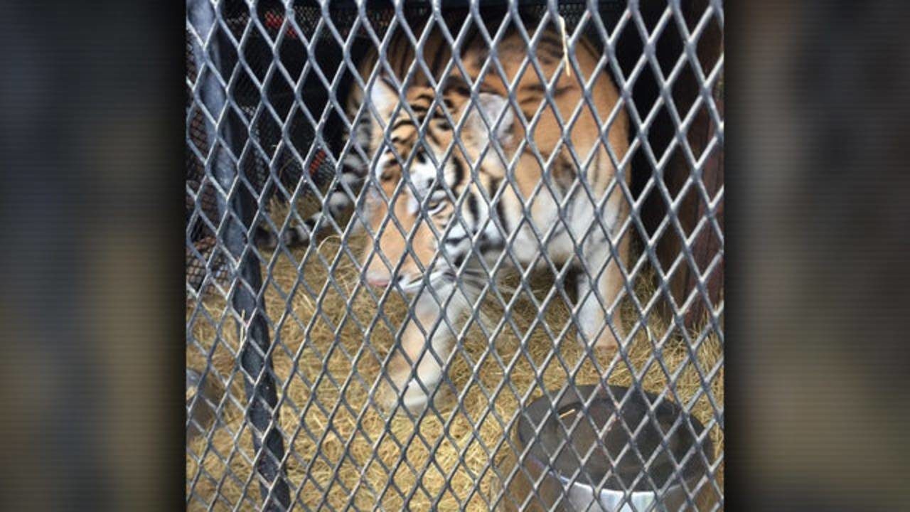 tiger cage Houston