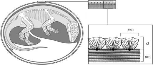 fossilized embryo