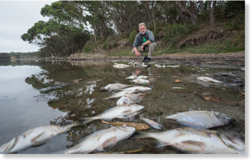 Cause of mass fish kills in two south coast waterways investigated in ...