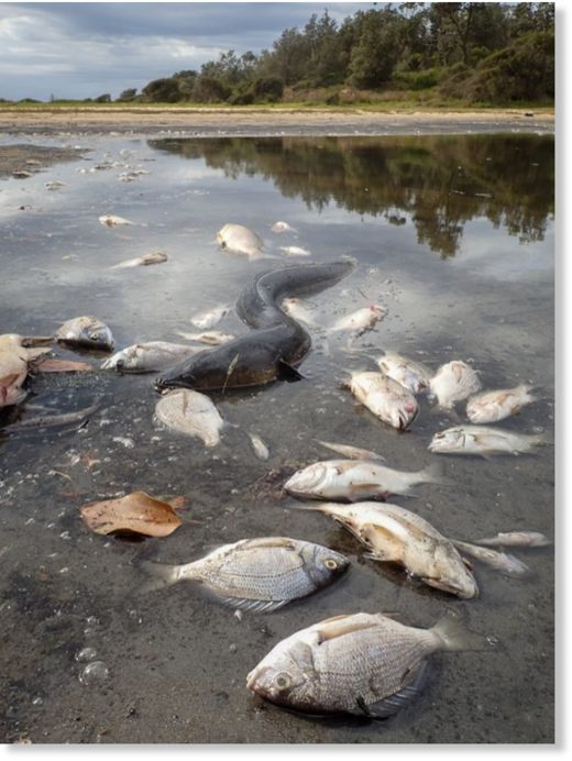 Cause of mass fish kills in two south coast waterways investigated in ...