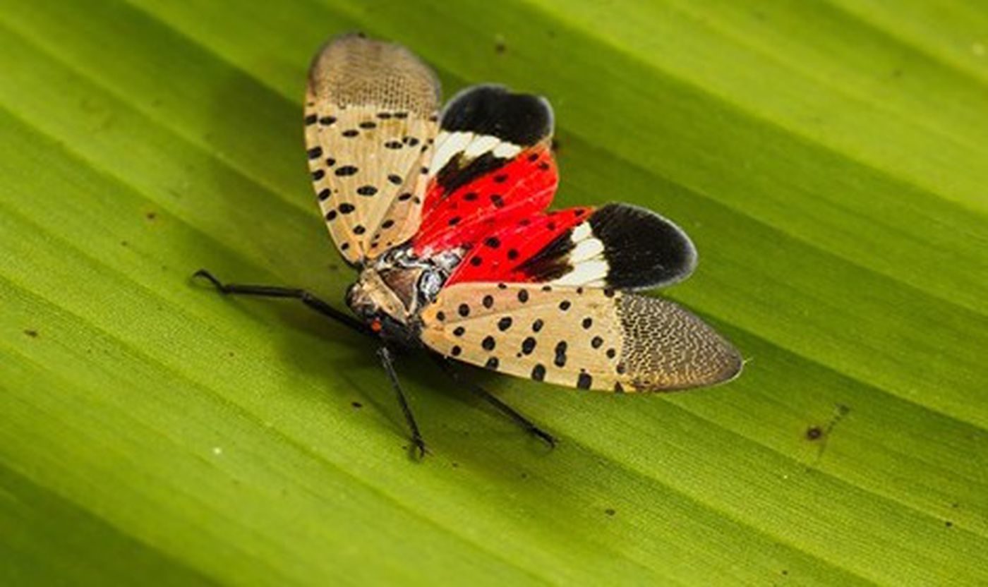 'If you see it, kill it' Spotted lanternfly spreads to 7 US counties