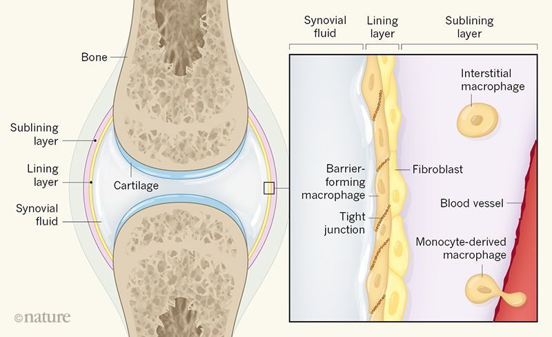 Bone me. Synovial Fluid. Interstitial Fluid. Synovial membrane. Synovial Fluid photo.