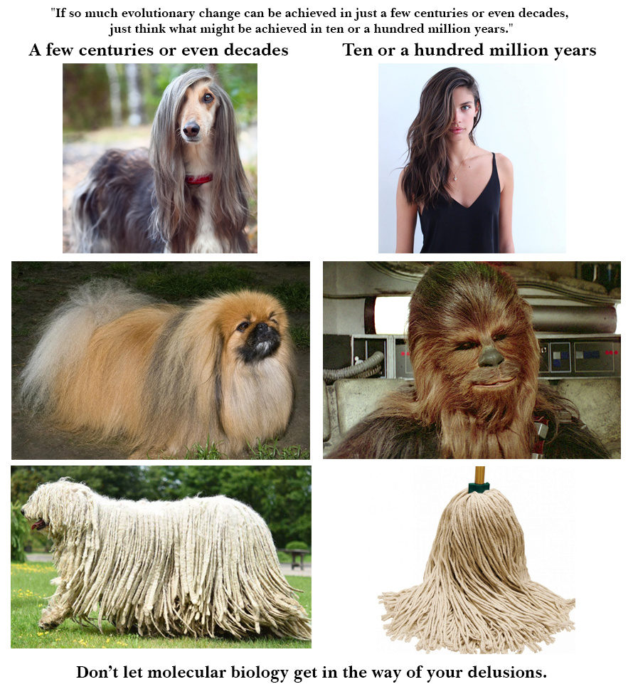 Dog evolution
