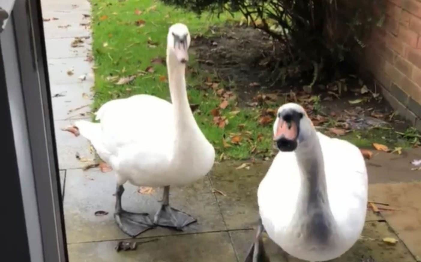 swans asking for food