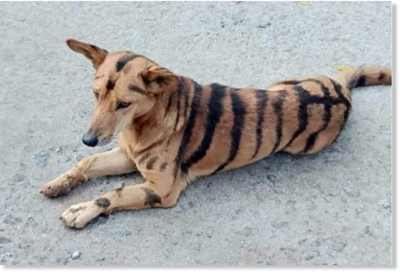 Tiger, Tiger? looking slight: Indian farmer paints dog like tiger to ...