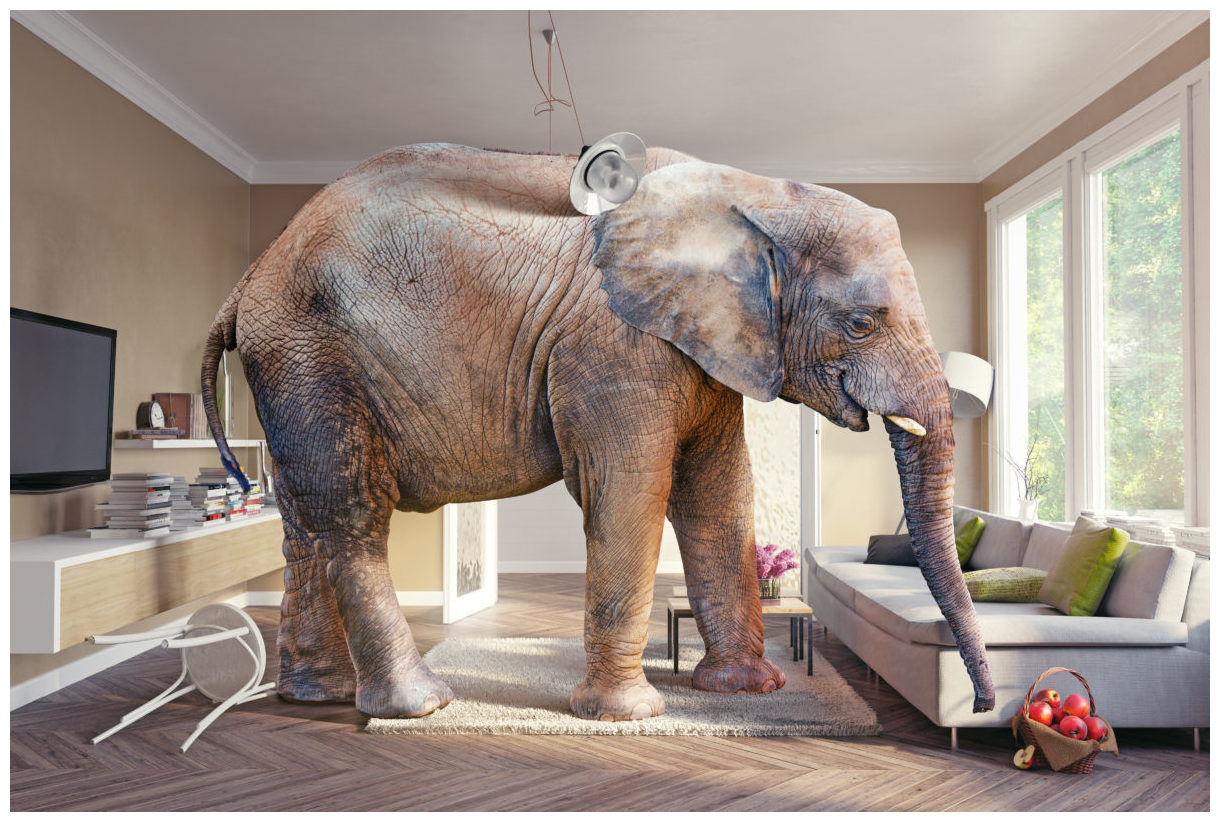 elephant themed living room