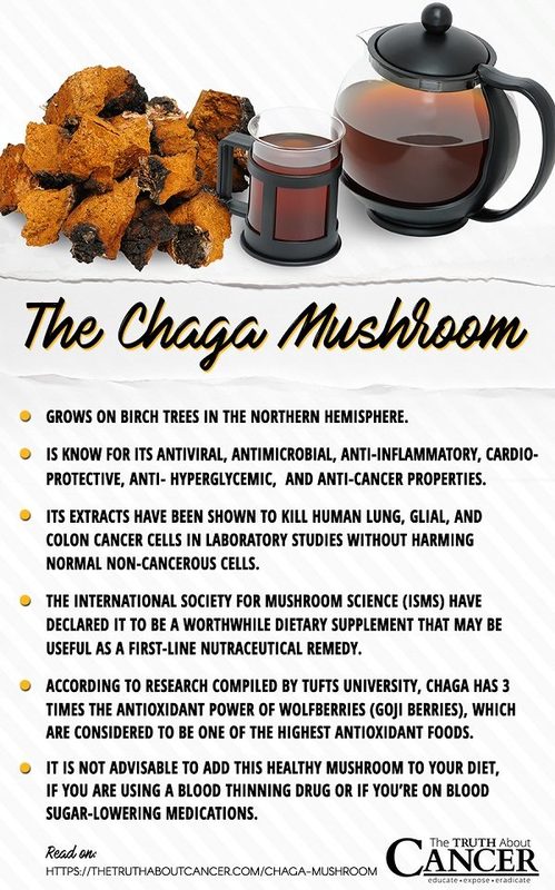 Chaga Mushroom: This Unusual Tree Fungus Is A Medicinal Powerhouse ...