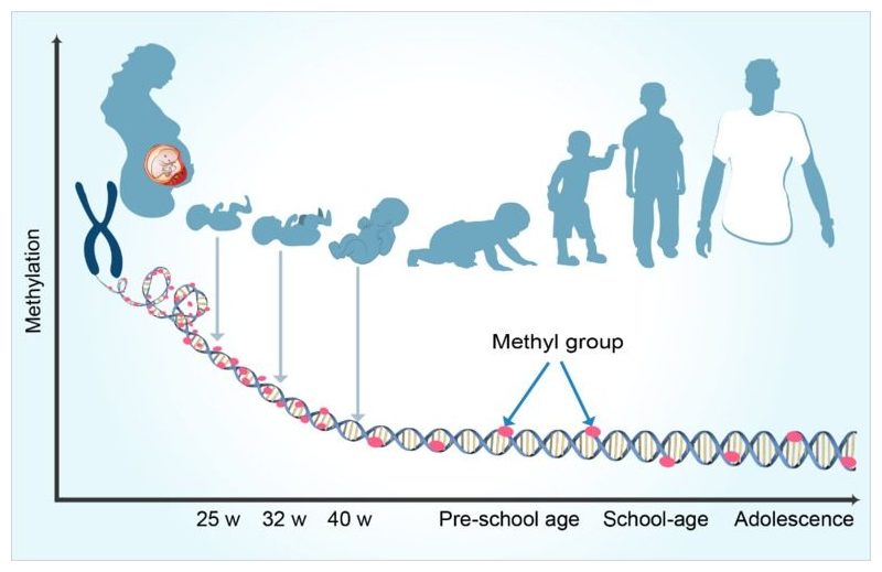 Length of pregnancy alters the child's DNA says study — Science ...