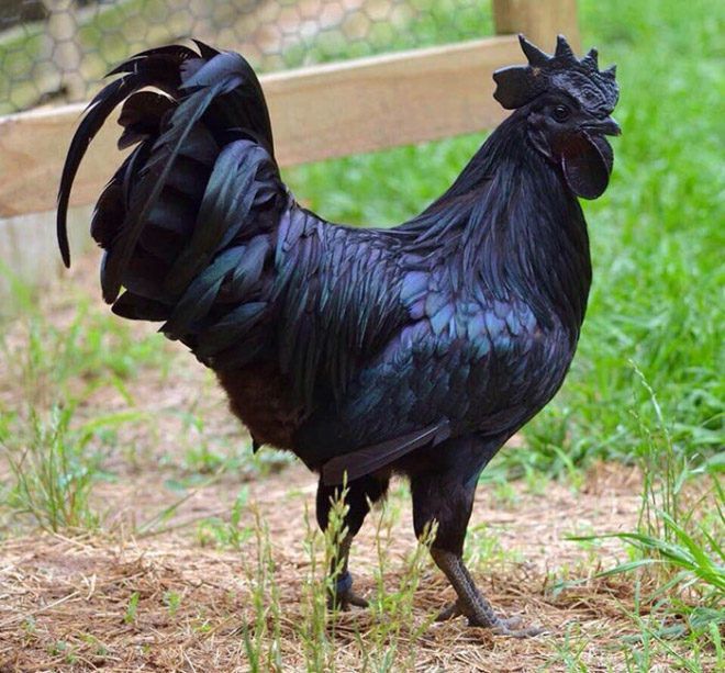 Black rooster evolution
