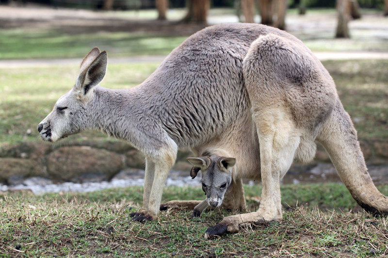 Kangaroo evolution