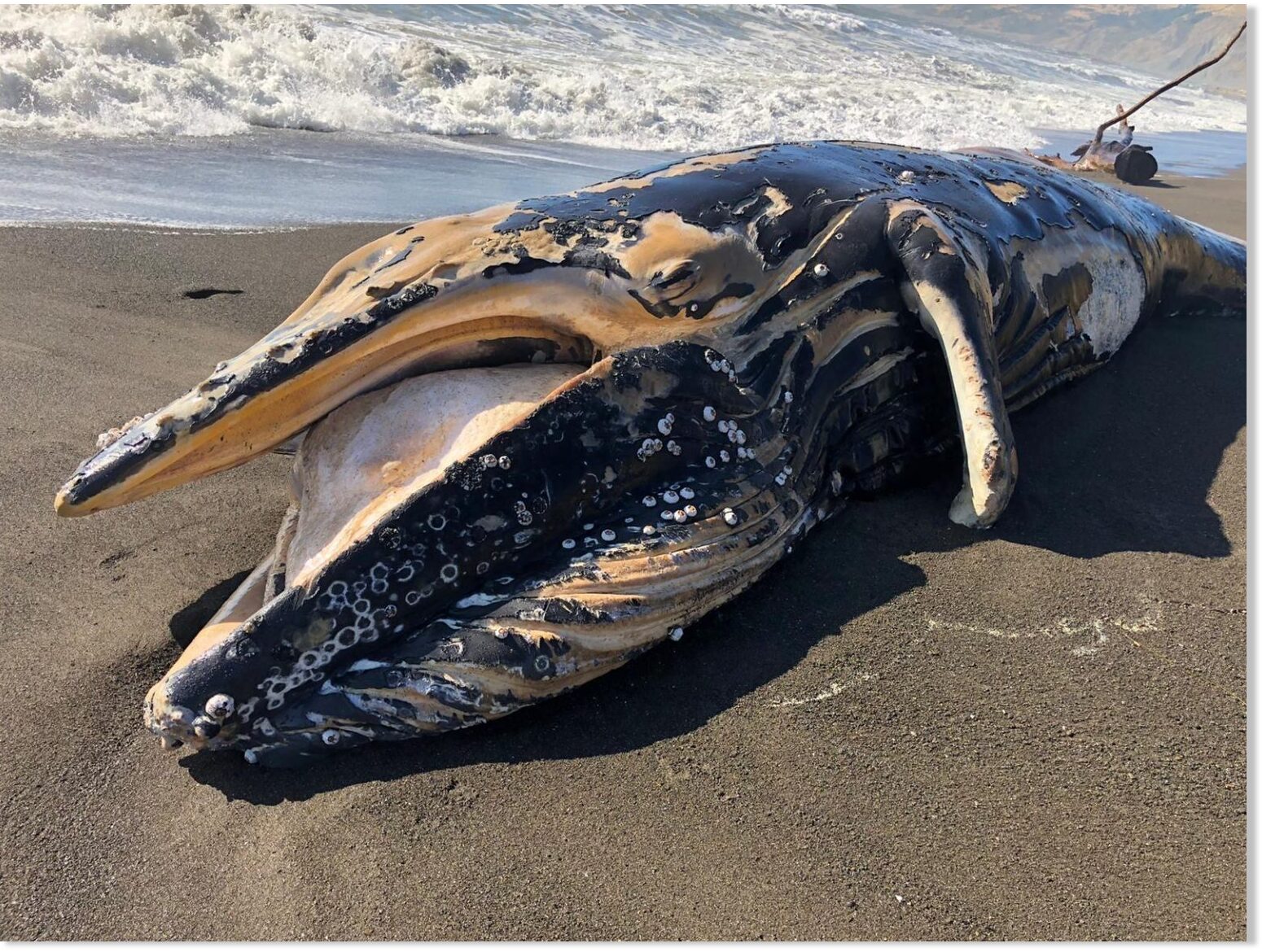 Dead humpback whale found floating offshore near Montauk, New York