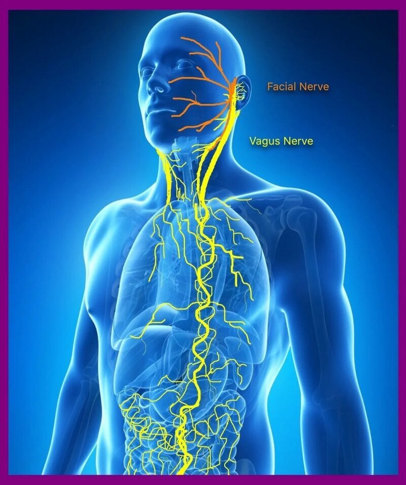 Activating The Vagus Nerve Could Lower Your Risk For Covid 19 And Other 