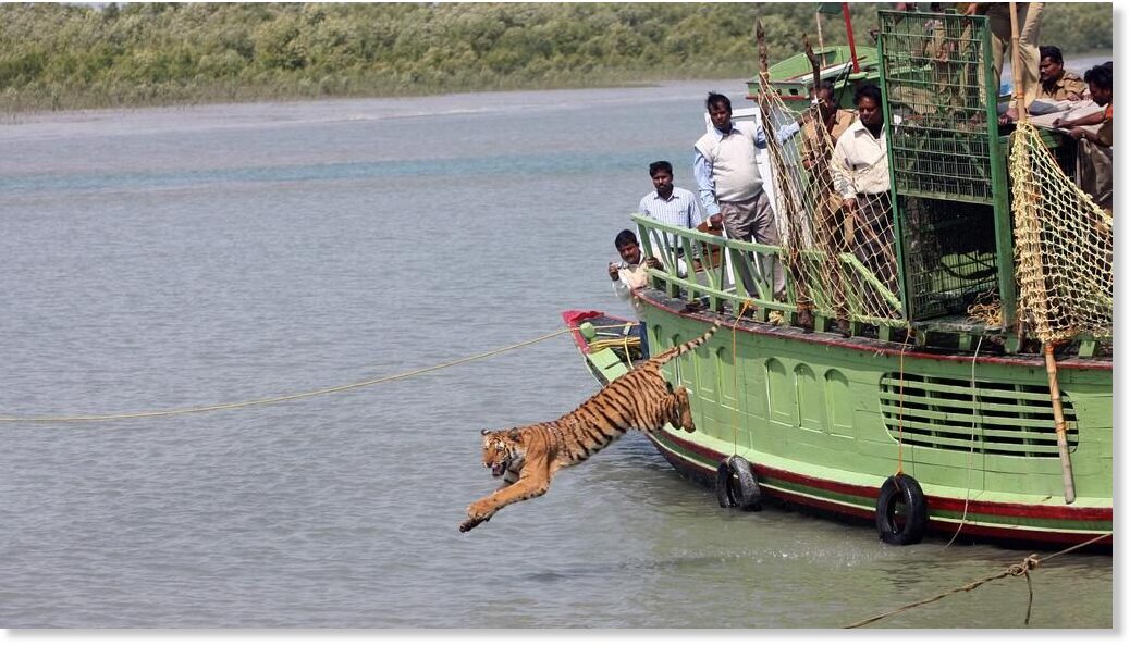 Tiger attacks on people skyrocket in the Sundarbans, India 70 in 3