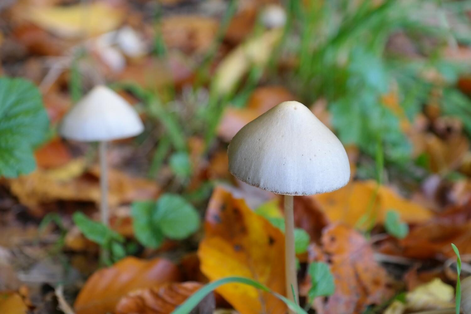 Psychedelic Experience May Not Be Required For Psilocybins 5766