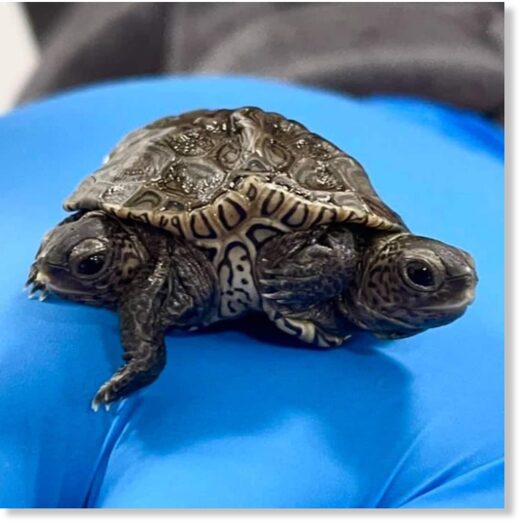 Signs and Portents: Turtle born with two heads and six legs at New ...