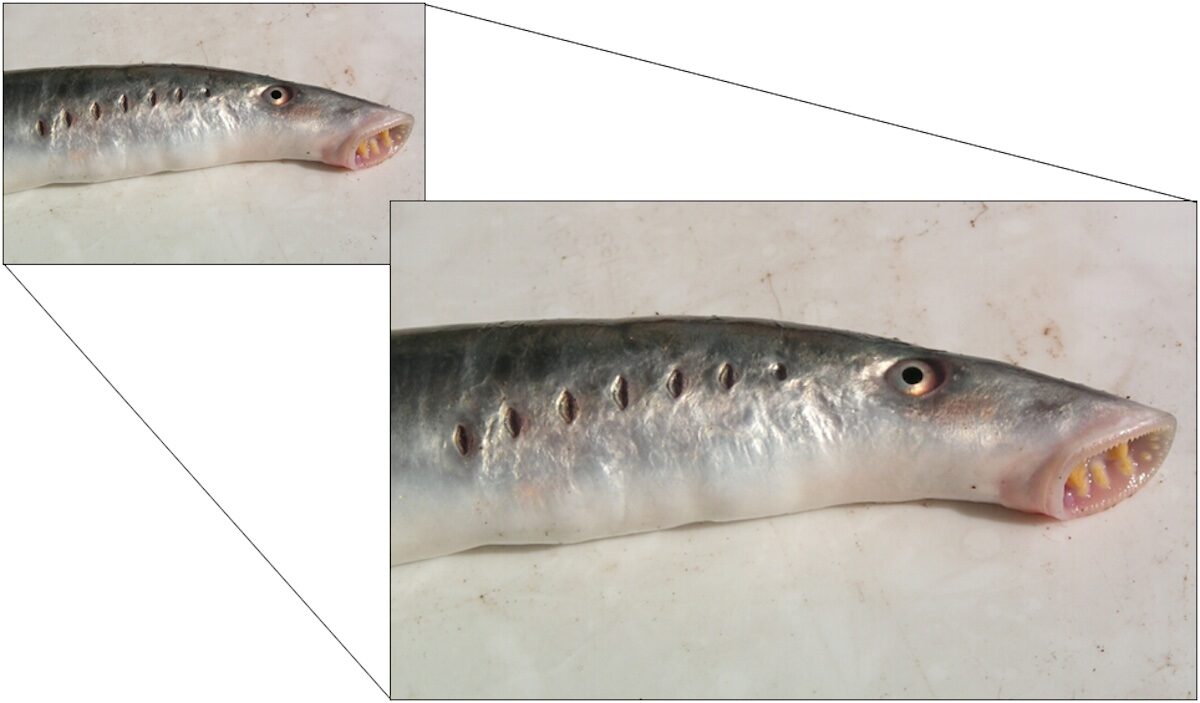 photoshop enlarge lamprey evolution