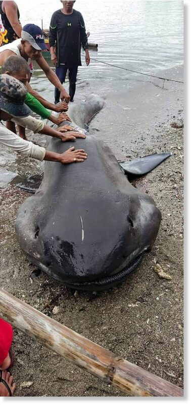 Extremely Rare Megamouth Shark From Ocean Depths Washes Up On Beach In 