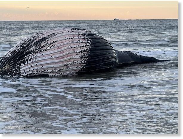 Another humpback whale washes onto beach in Atlantic City, New Jersey