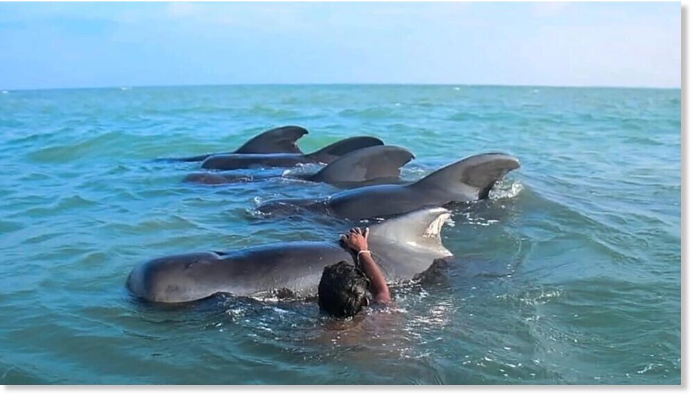 14 pilot whales strand ashore on beach in Ski Lanka, 3 dead — Earth