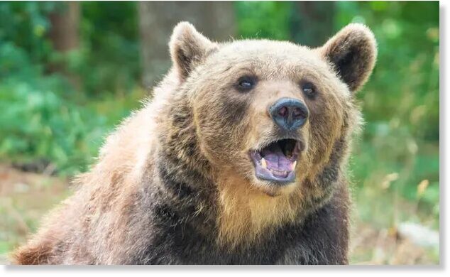 Bear kills jogger on woodland path in northern Italy — Earth Changes ...