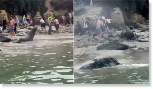 Sea lions charge at tourists on beach in San Diego, California -- Earth