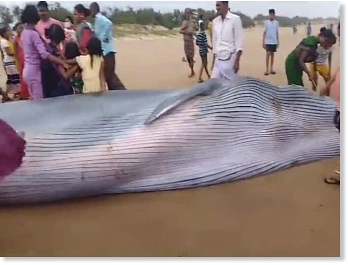 Blue whale washes up dead on beach in Andhra Pradesh, India — Earth