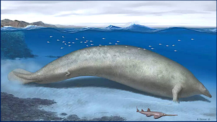 This colossal extinct whale was the heaviest animal to ever live