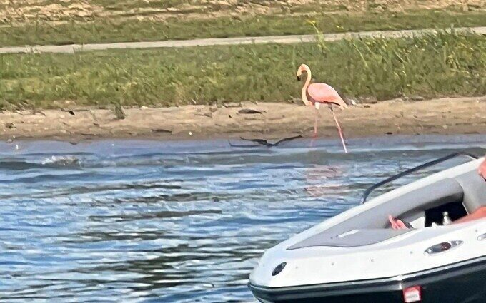 Flamingos Found In Ohio After Being Blown Across US By Hurricane Idalia ...